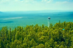 历史上的今天 | 1979年3月12日，新中国第一个全国植树节