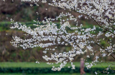 Spring Scenery at Tea Garden in Longshan County
