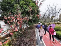 春意闹！西湖公园的花儿提早绽放