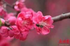 绥宁县桃花盛放引客来