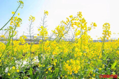 遍地金黄入画来 湖南多地油菜花迎来最美花期
