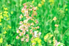 临澧的彩色油菜花开了 每一种都是春天的颜色