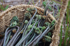 美味会同 | 今年第一口春味，从一把鲜嫩蕨菜开始