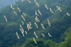 衡南县林业局开展鸟类保护专项巡查工作