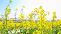 遍地金黄入画来，湖南多地油菜花迎来最美花期