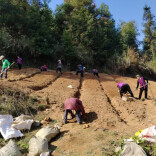 干在春天！看，这是酉水河畔茶乡的“热辣滚烫”