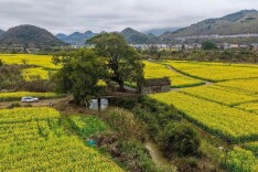 江华：金浪涌动春意浓 油菜花开迎客来