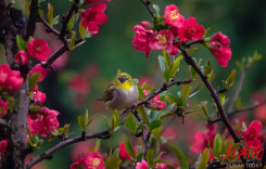 组图|春雨如丝 海棠正妍