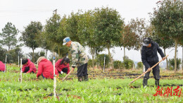 安仁县：抢抓农时管护药材 产业带动助农增收