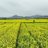 蹲点十村，看乡村振兴再出发｜新华蹲点调研