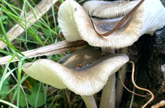 熊其雨专栏|春日限定“野菜图”