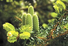 百山祖冷杉野外繁殖从3株增至4000余株