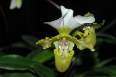 世界野生动植物日 | 我国重点保护陆生野生动物和野生植物种数保护率超过80%