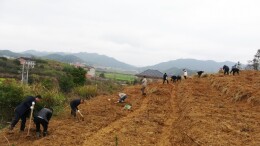 湖南双峰：春日植树正当时 “油茶添绿”助振兴