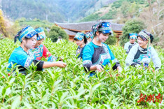 Spring Tea Harvest Begins in Baojing County