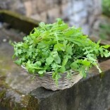 一盘野菜，半个春天丨湘江副刊·湘韵