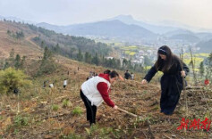 麻溪铺镇：植树添绿正当时 产业振兴绘新景