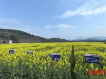 辰溪辰阳镇：千亩金花绽春光 油稻轮作兴乡村