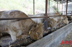 奋进“十五五” 实干开新局｜浩德盛农业：铆足“牛劲”起好步 奋蹄扬鞭“农业+”