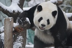 北京下雪，熊猫萌兰化身“糖霜小熊”！萌化游客