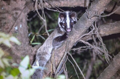 我国重点保护陆生野生动物和野生植物种数保护率超80%