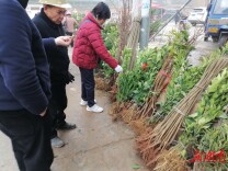 杏子铺镇：全民造林添绿意，绘就乡村振兴新画卷