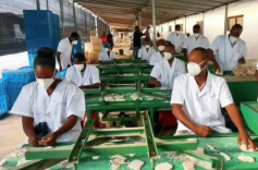 视频 | 小特产做大文章！靖州茯苓打通中非双向贸易新通道