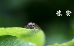 惊蛰养生：春雷动，万物醒，疏肝健脾正当时