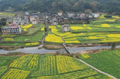 图片新闻 | 油菜花扮靓春日村景
