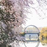 樱花树下春意浓，望月公园开启浪漫模式