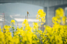 湖南油菜花地图｜21个绝美拍摄地，解锁你的春日大片