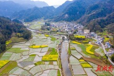 图集|油菜花开 扮靓乡村
