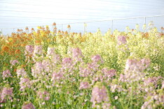 彩色油菜花是怎么来的？花期正好！附湖南彩色油菜花观赏点