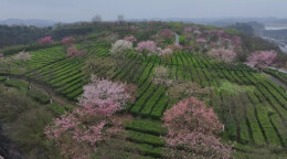 游人如织！苏仙这片樱花海，到底有多大的魔力？