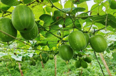 马年开局看新区丨藏在植物里的创新 如何长成一条全球化产业链