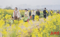 油菜花开 共赴春光