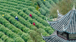 组图 | 吉首：春茶开采