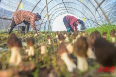 特色种植助增收