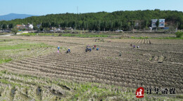 江华：瑶山春来早烟农移栽忙