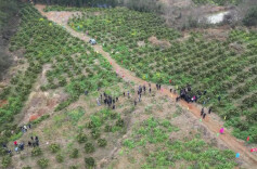 石门启动新一轮柑橘品改