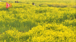 一眼心动！来洋湖赴一场繁花盛宴