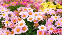 一路繁花！石鼓区农文旅环线的“春日限定”