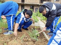 安化县烟溪镇中学：田间课堂迎丰收 劳动育人显实效