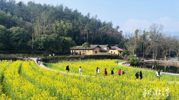 韶山冲的油菜花开了