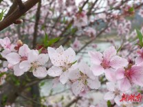 武冈市迎春亭街道石羊桥村：桃红又见菜花黄  “醉”美春色迎客来