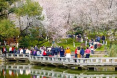樱花遇国潮 长沙这场春日盛宴太好逛