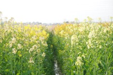 彩色油菜花是怎么来的？花期正好！附湖南彩色油菜花观赏点