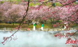 图集|樱花盛放满眼春