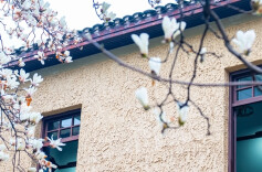Blooming Yulan Magnolia Flowers Attract Tourists
