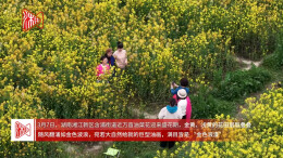 赴一场金色春日之约